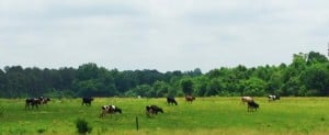 Cows out to Pasture