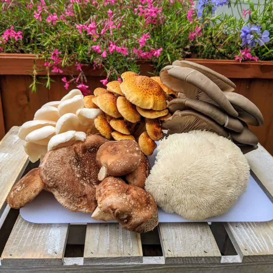 What are All These Mushrooms? A Guide to Your New Saxapahaw Farm Fresh Box