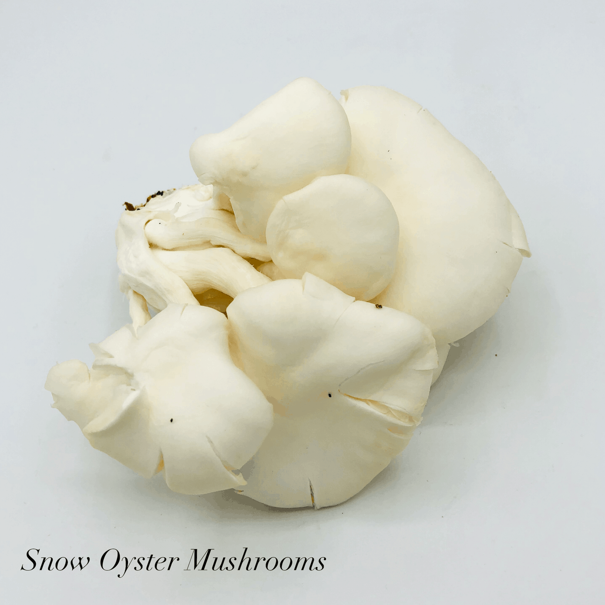 Snow Oyster Mushrooms