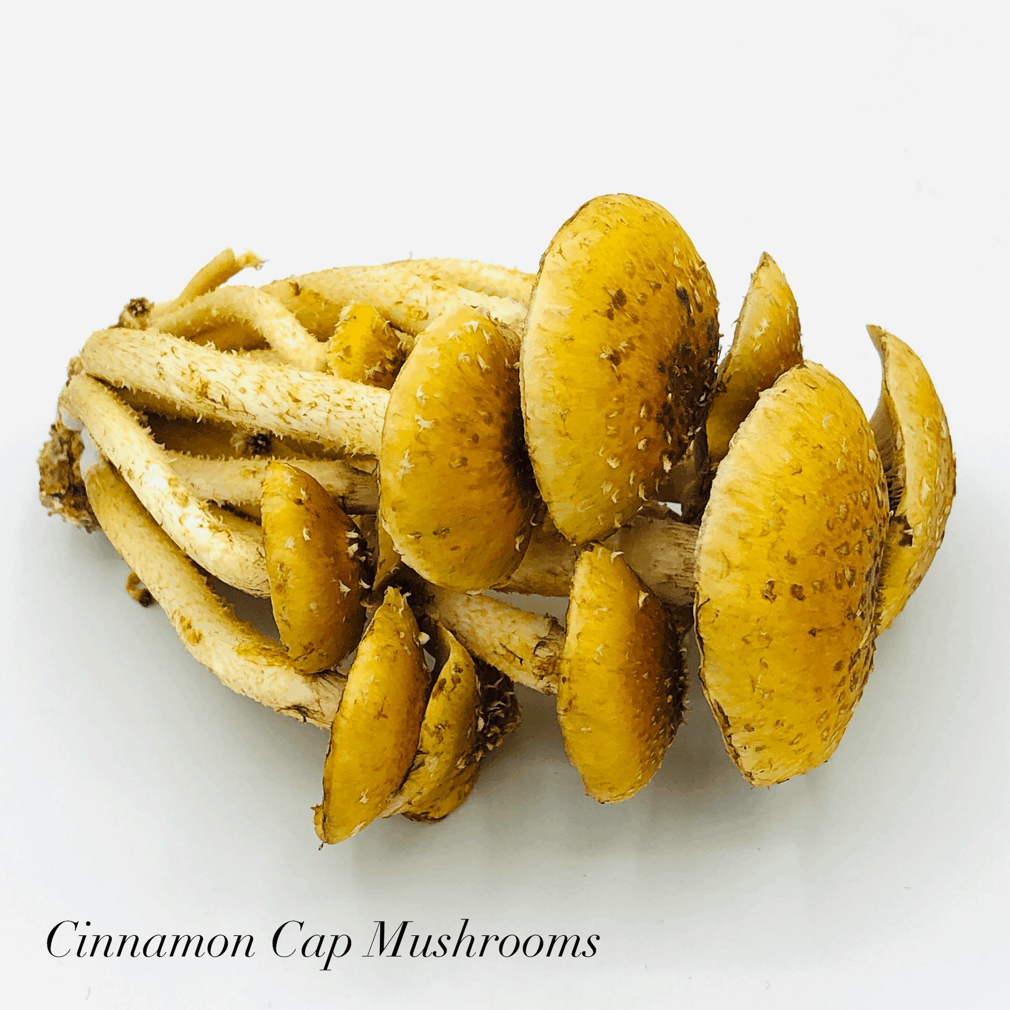 Cinnamon Cap Mushrooms