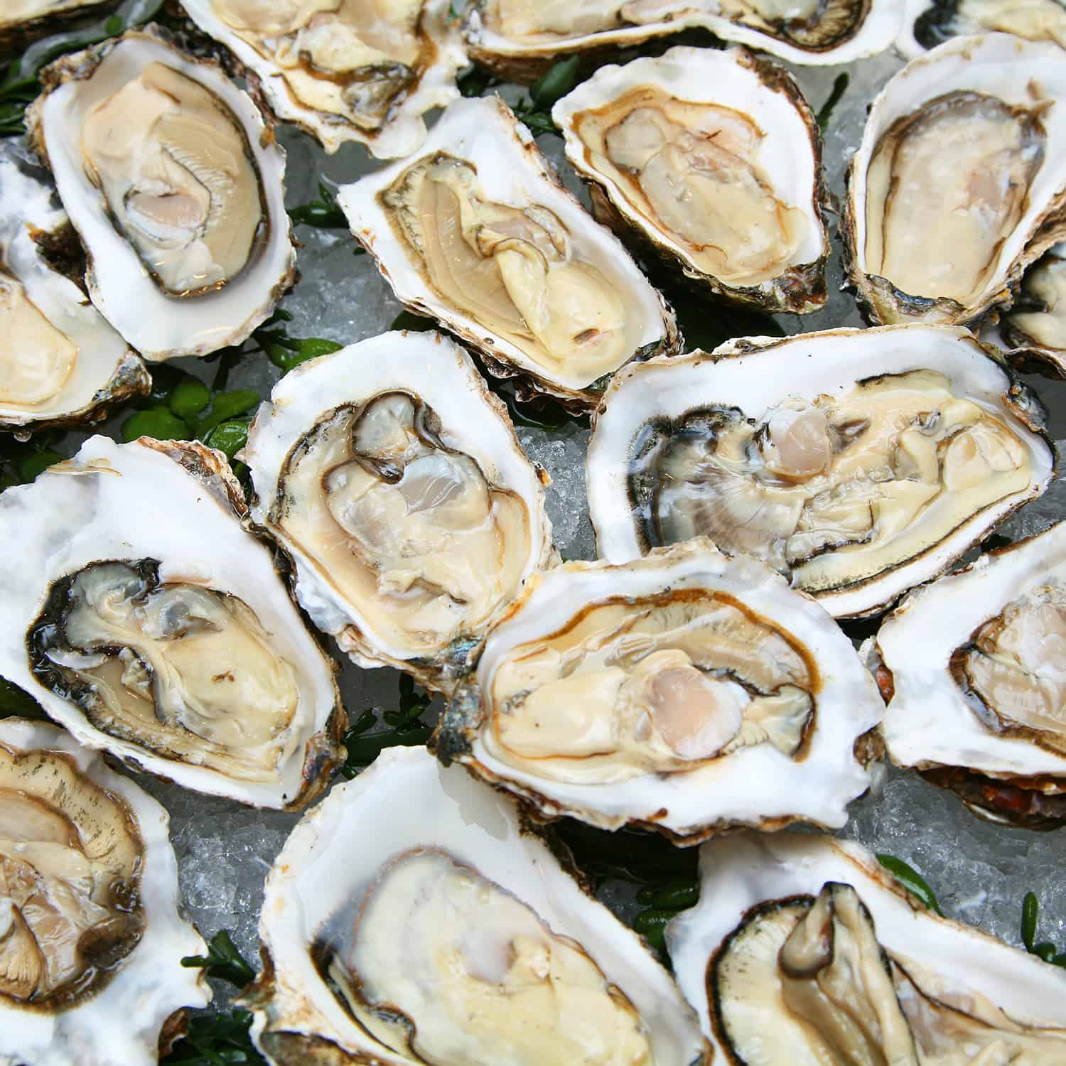 Fresh oysters from NC and Virginia